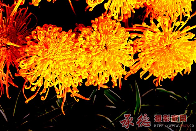 金灿灿的菊花 .jpg