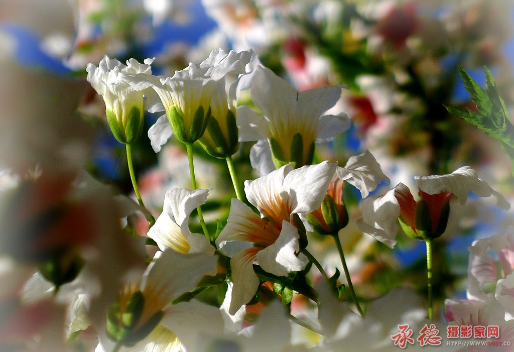 2014.04.28拍文冠花 043.jpg