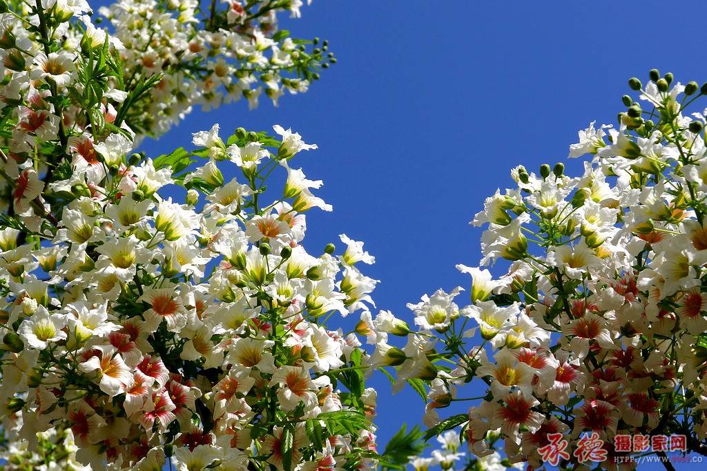 2014.04.28拍文冠花 074.jpg