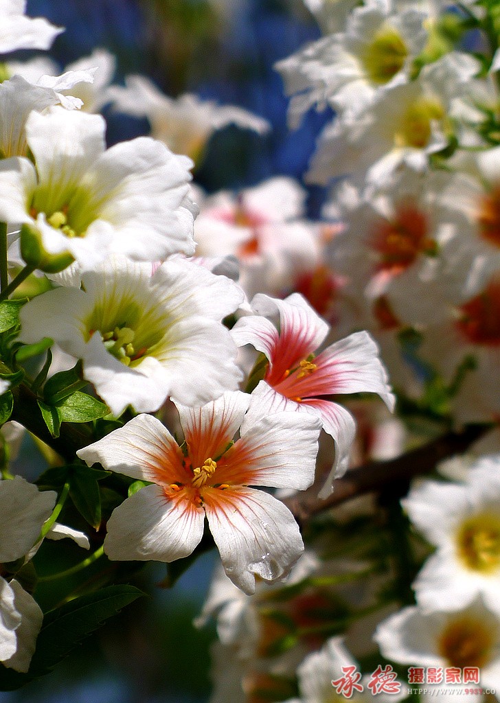 2014.04.28拍文冠花 055局部.jpg