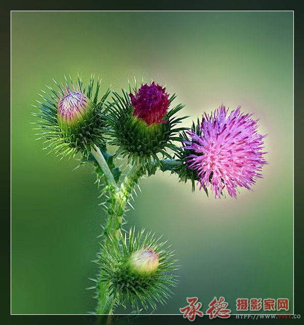 照片 8117_副本_副本_副本.jpg