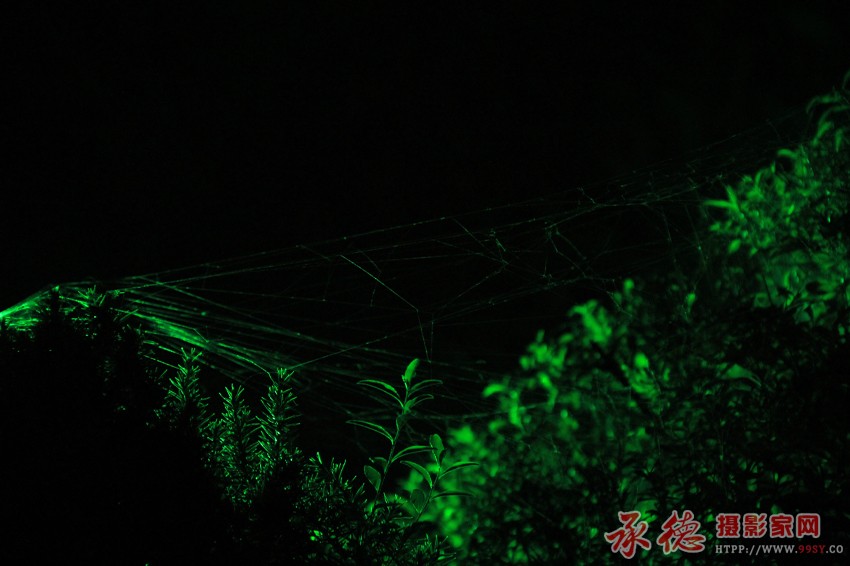 蛛丝夜荧2.jpg