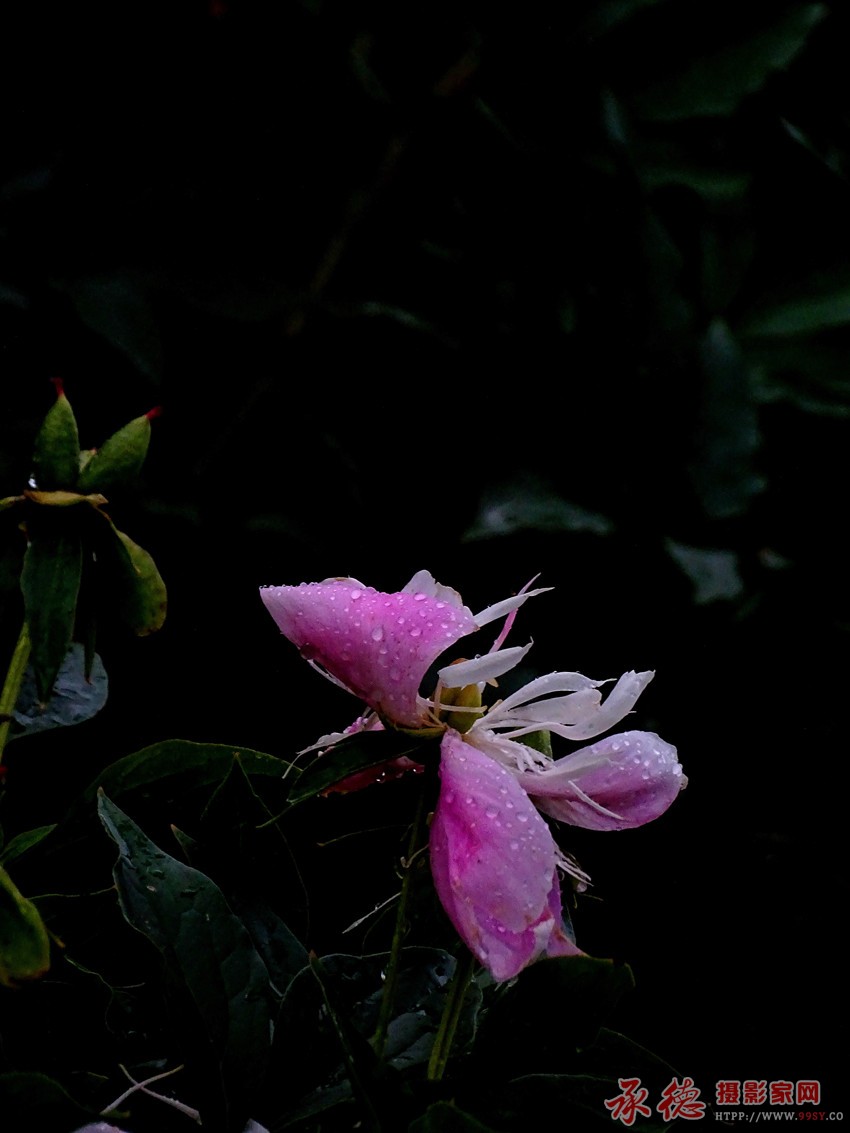 DSC07985_副本.jpg