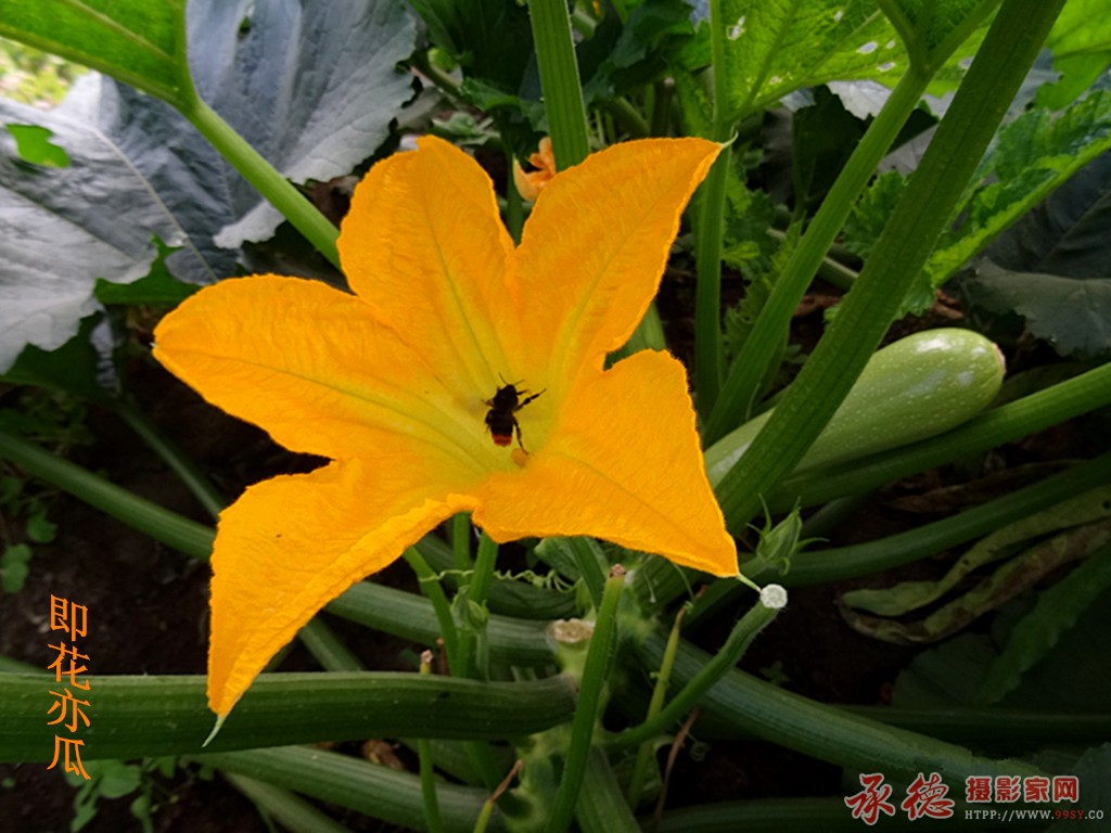 即花亦瓜.jpg