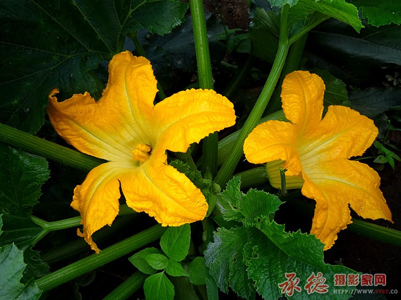 即花亦瓜..jpg