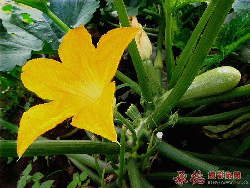 即花亦瓜....jpg