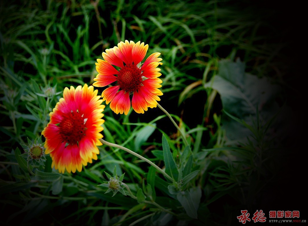 DSC_0050.JPG