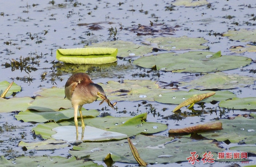 _DSC4480 (8)副本.jpg