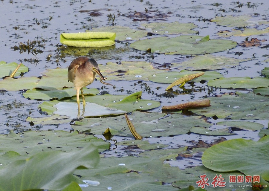 _DSC4481 (9)副本.jpg