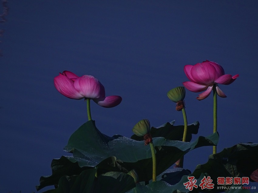 DSC08505_副本.jpg