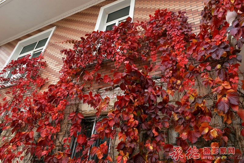 墙面红叶2.jpg