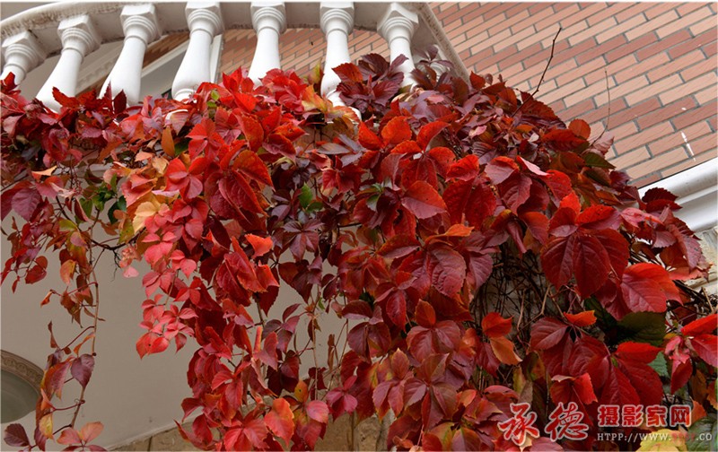 阳台红叶2.jpg