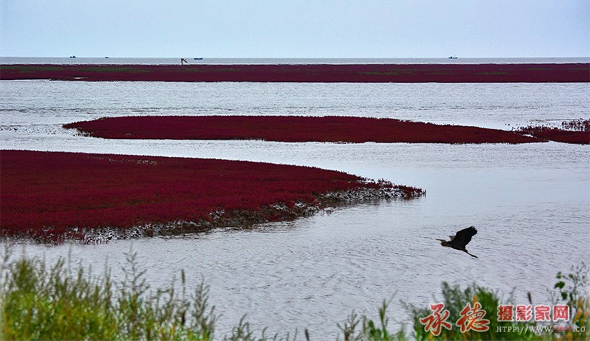 DSC_0951 红海滩.jpg