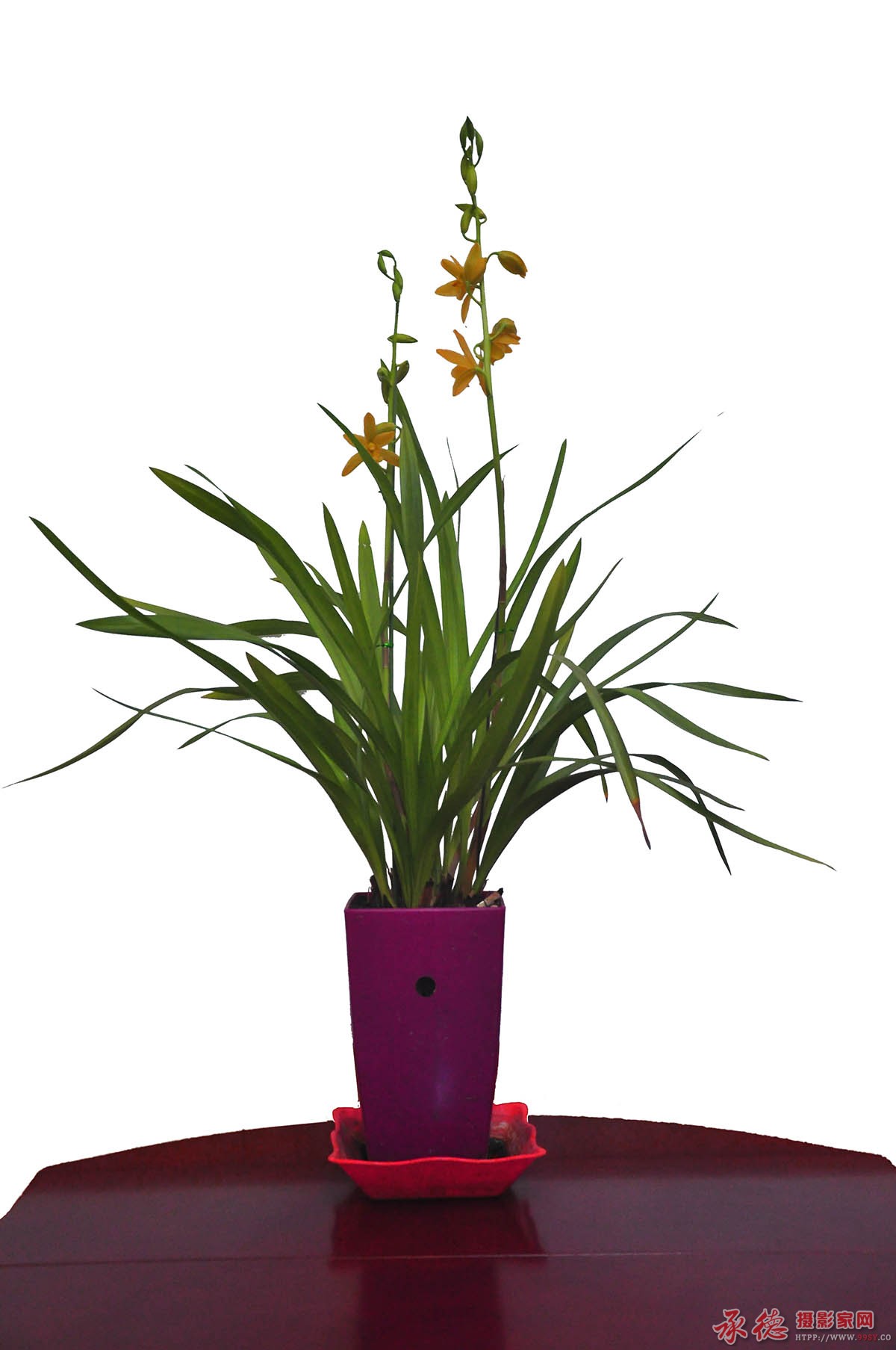 这盆和去年比少了两条花剑。