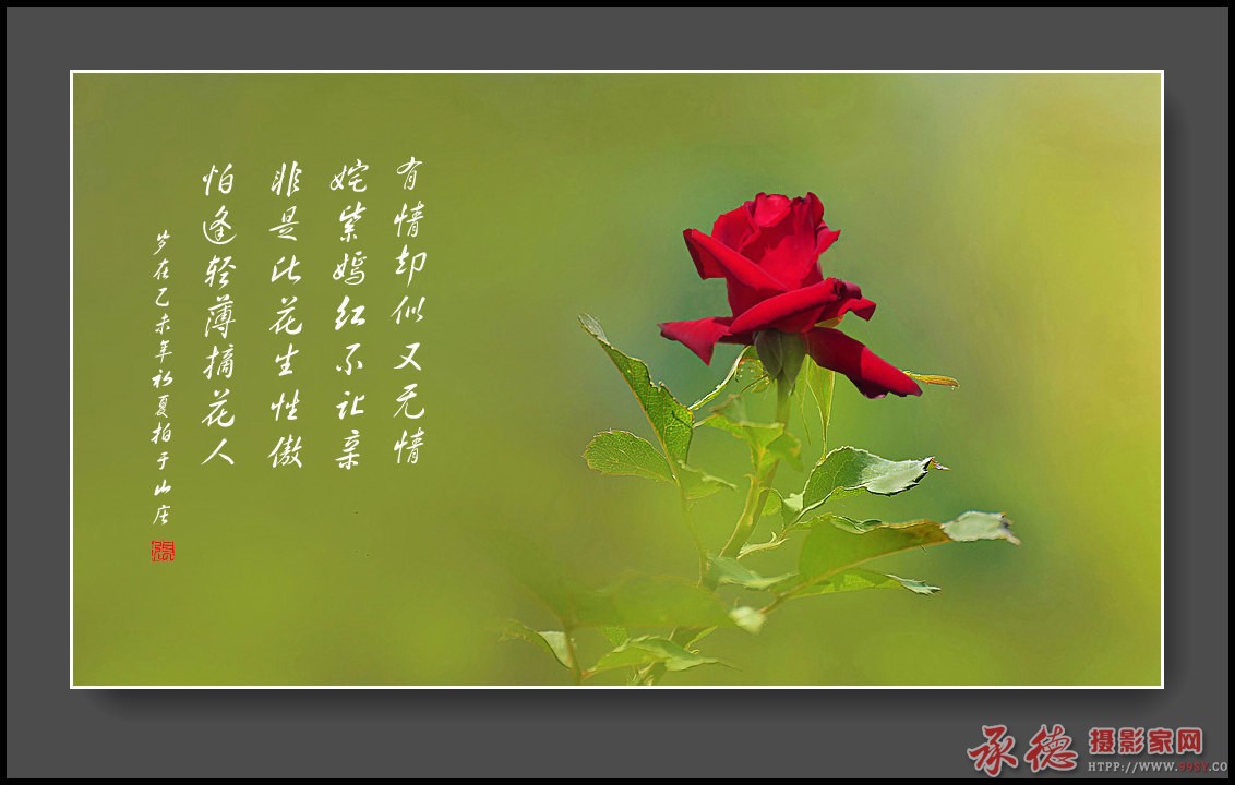 玫瑰.jpg