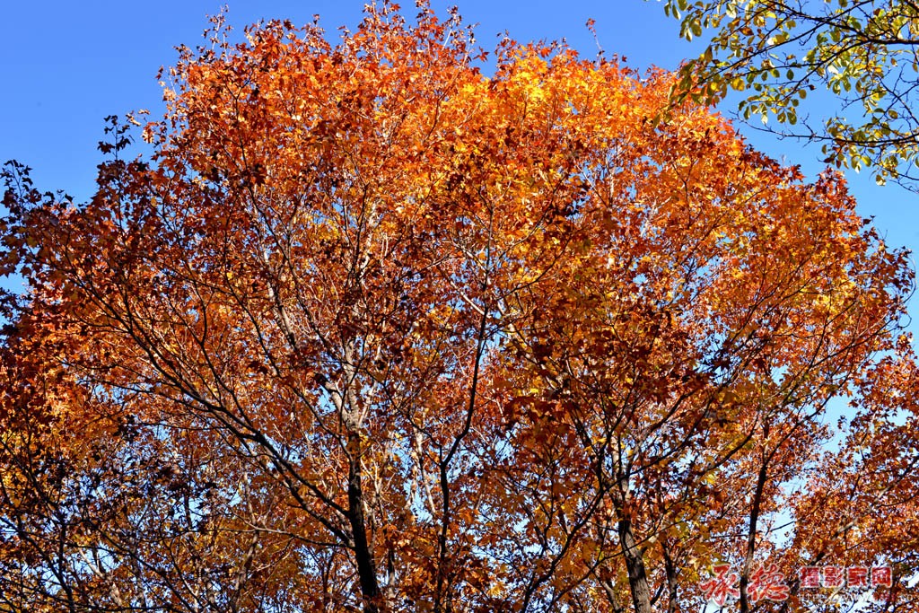 红枫2.jpg