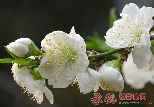 本犹有花枝俏3.jpg