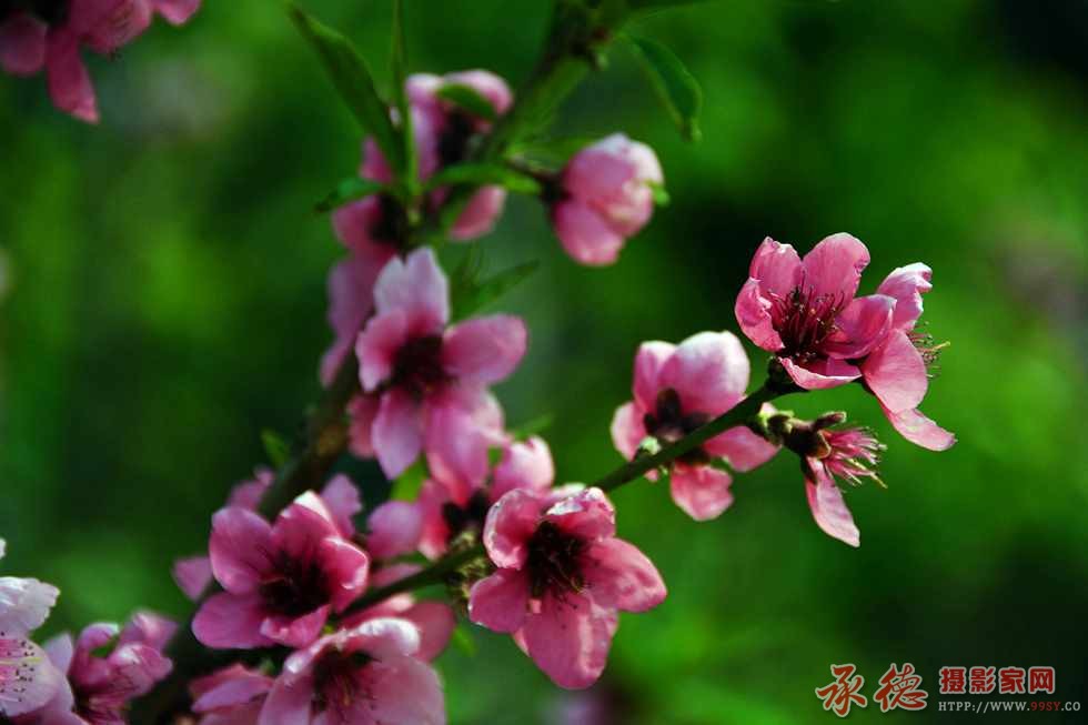 DSC_4990_副本.jpg