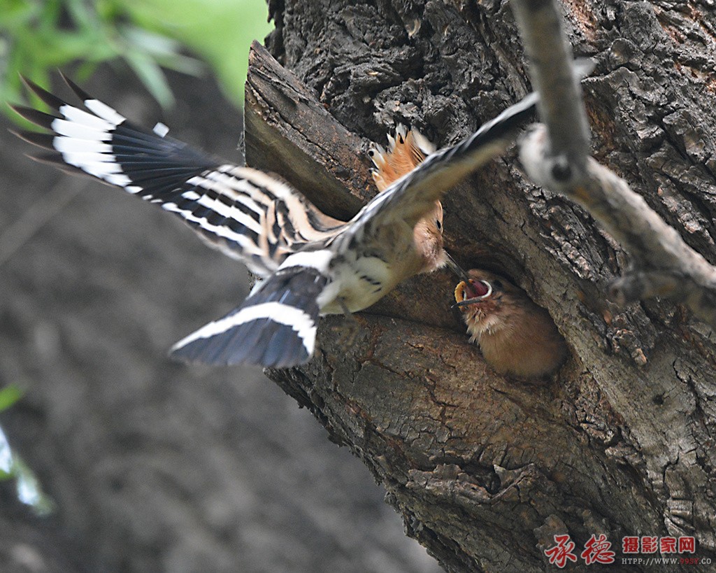 DSC_6594_副本.jpg