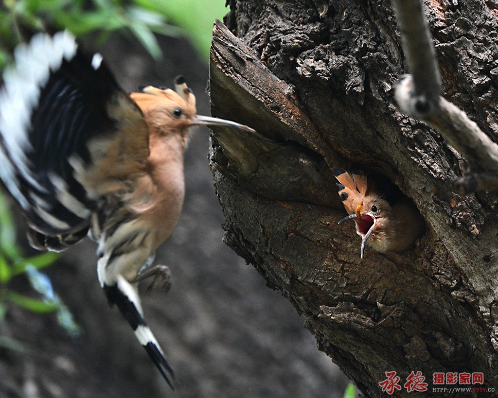DSC_6623_副本.jpg
