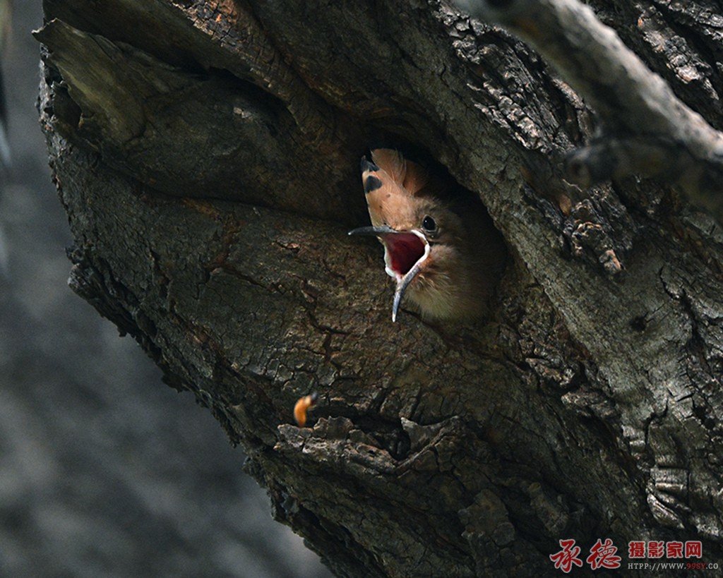 DSC_6624_副本.jpg