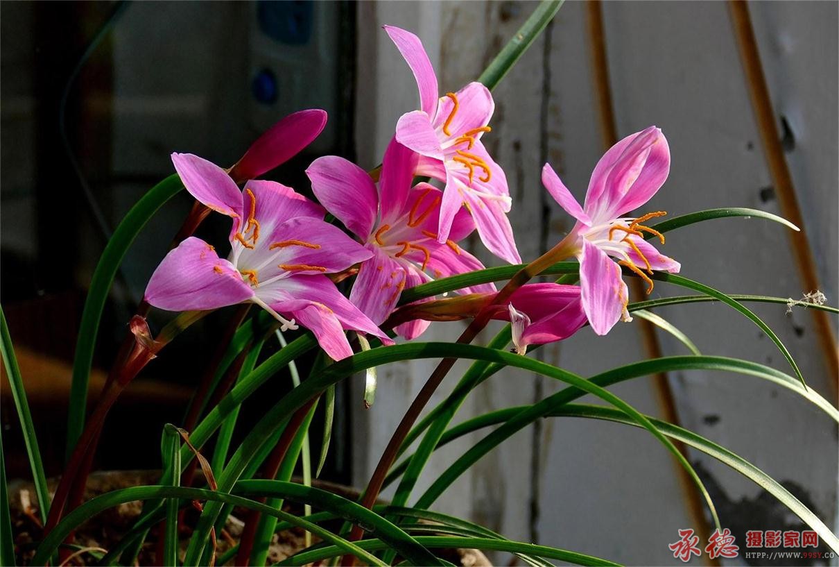 兰花儿 (2).JPG