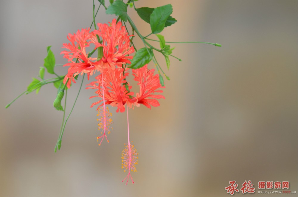 DSC_9084_看图王_meitu_1.jpg