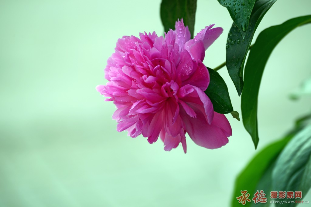 22上行红花fa.jpg