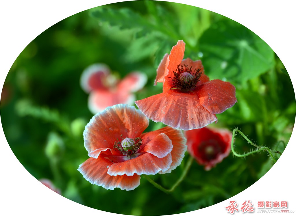 22双双把家还.jpg