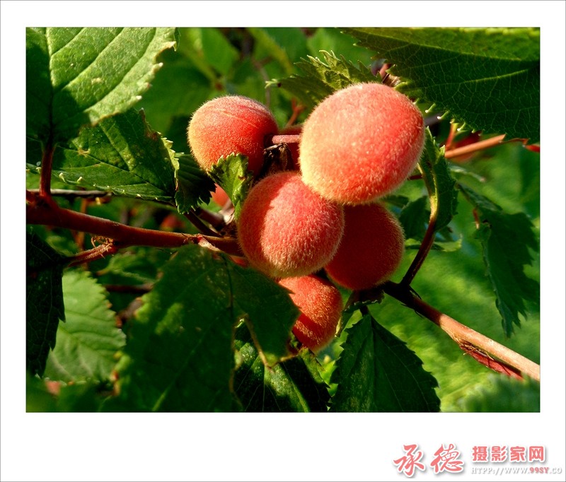 DSC00362_副本.jpg