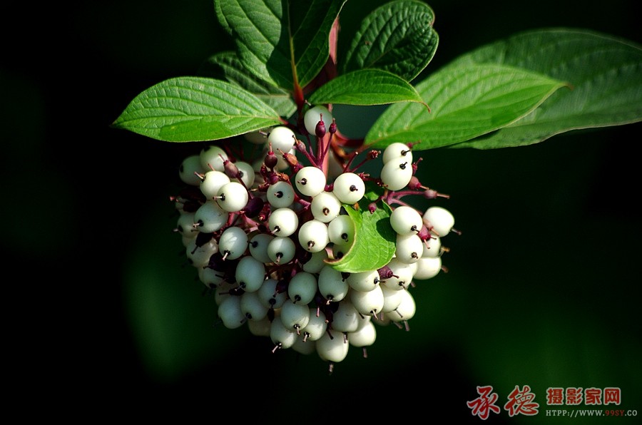 IMGP9567_副本.jpg