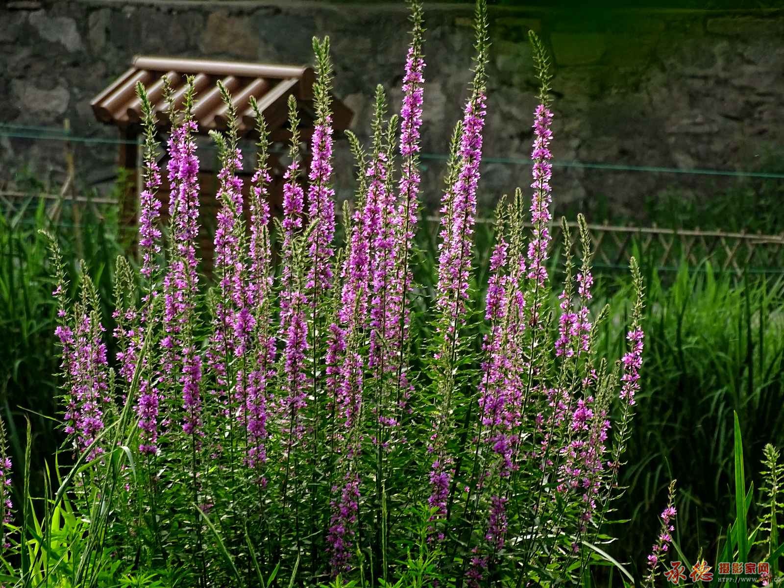 千屈菜 - 生态摄影 承德摄影家网 - 承德热河摄影