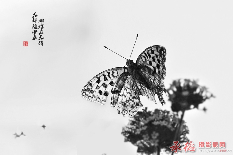 DSC_7101a_副本.jpg