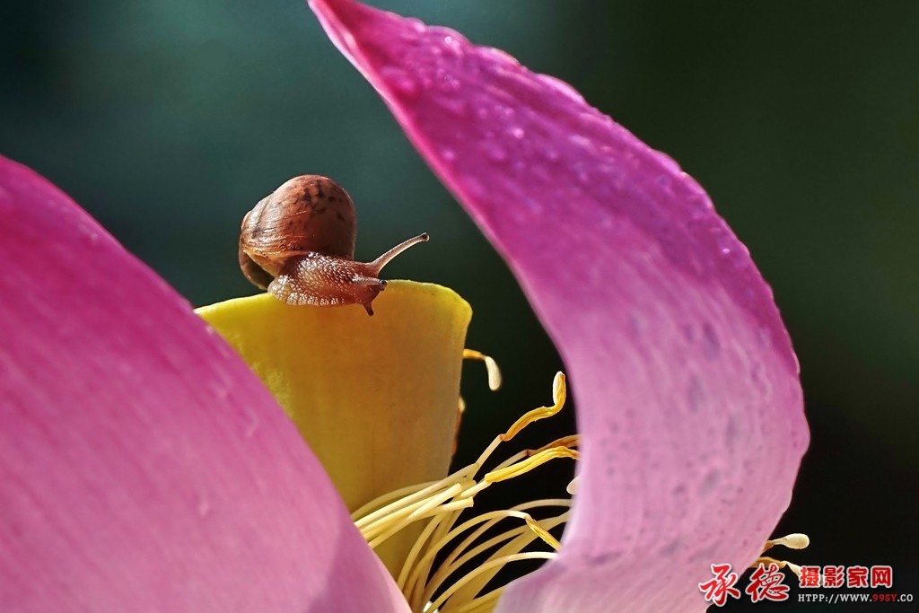 053【2016荷赛】 赏荷 - cd老乐.jpg