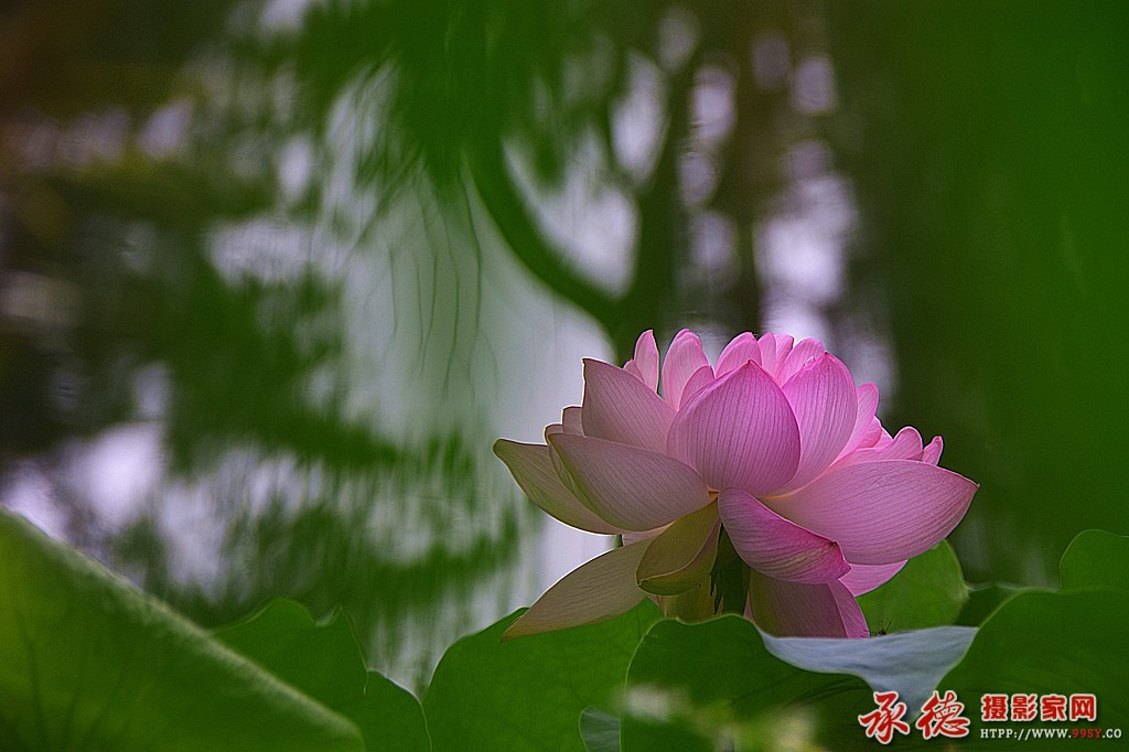 133{2016荷花赛} 荷韵 尹东红  燕山书生1.jpg