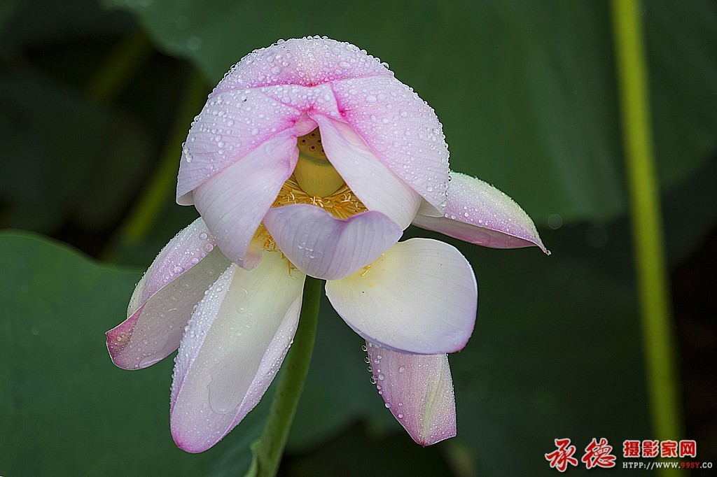 082    苵蓉宝贝     顺风.jpg