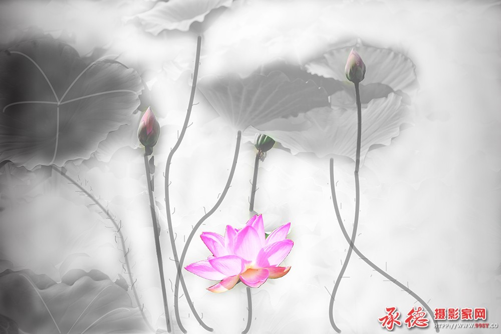 0982016荷赛 淡淡荷韵  - 骑友老同学.jpg