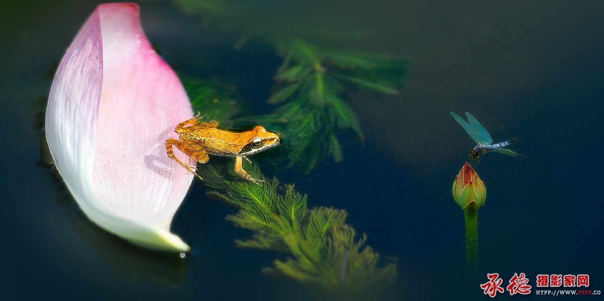 191【2016荷赛】 荷塘趣事  - zhangnl0610.jpg