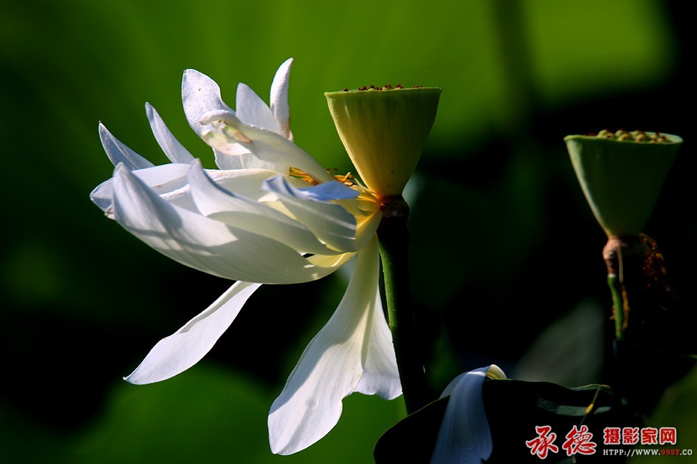 001-{2016荷赛】 夜半歌声        好好 .jpg