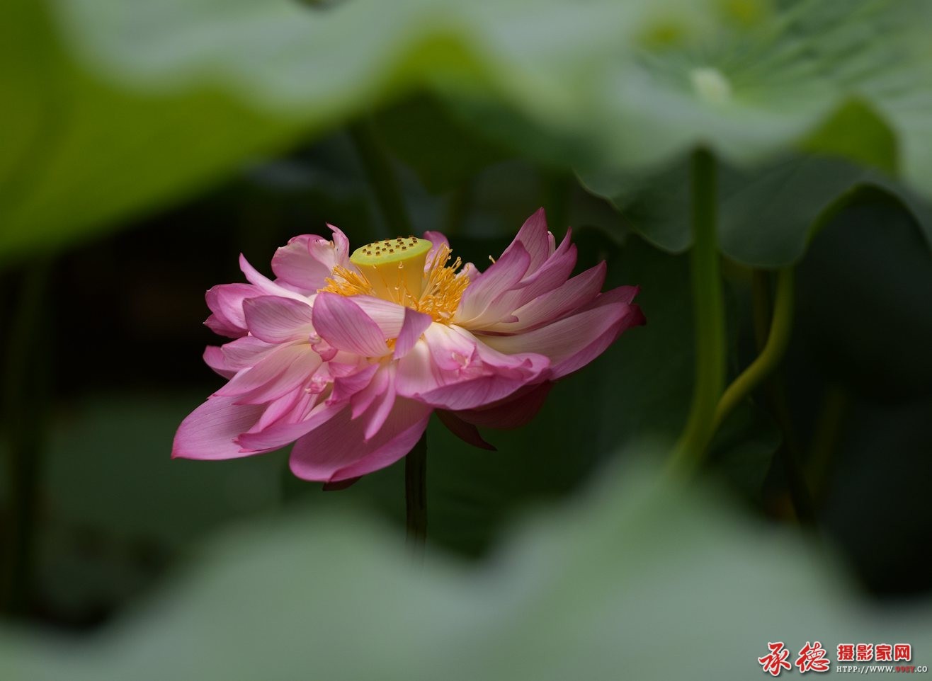 005-[2016荷赛】窈窕深闺处        天天锻炼.jpg