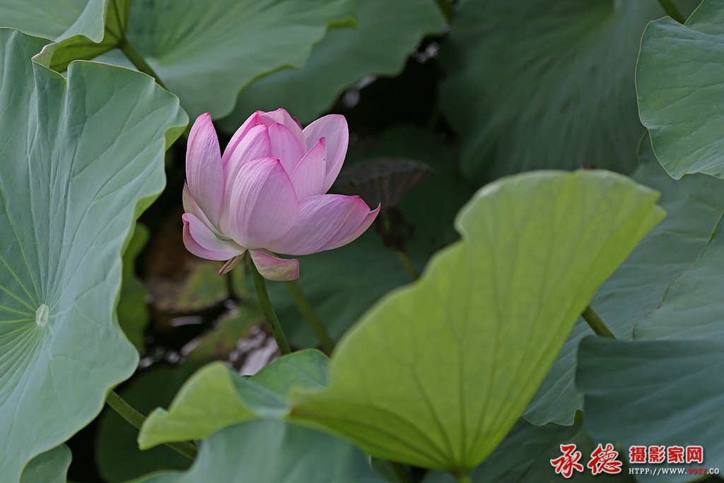 028【2016荷赛】 荷花一现  - 晓明.jpg