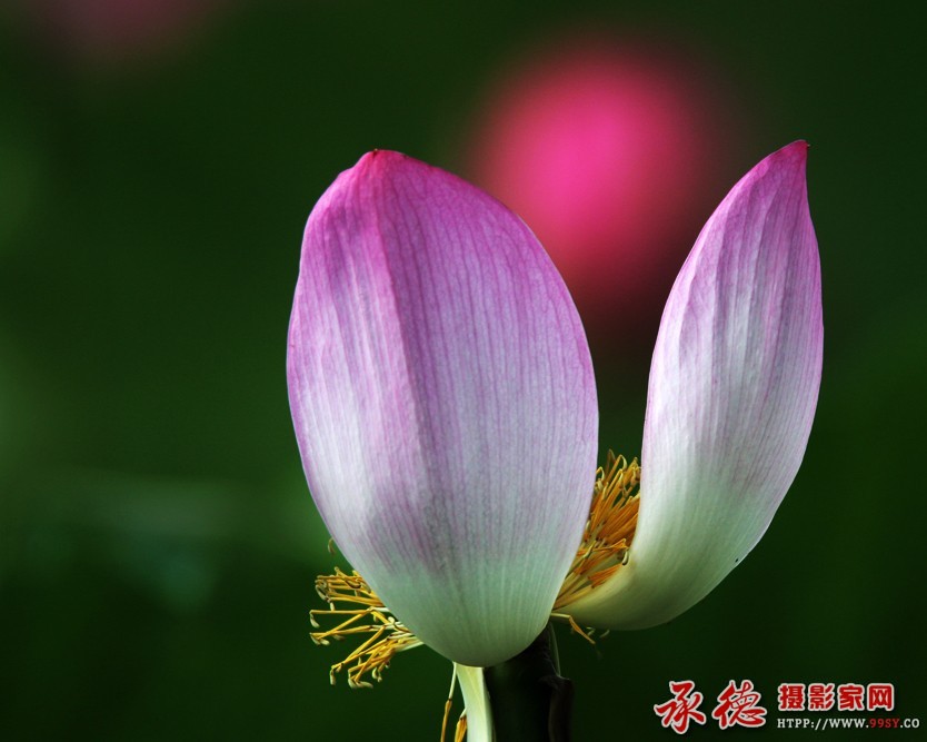 010-【2016荷赛】掌上明珠  - 瞬间永恒.jpg