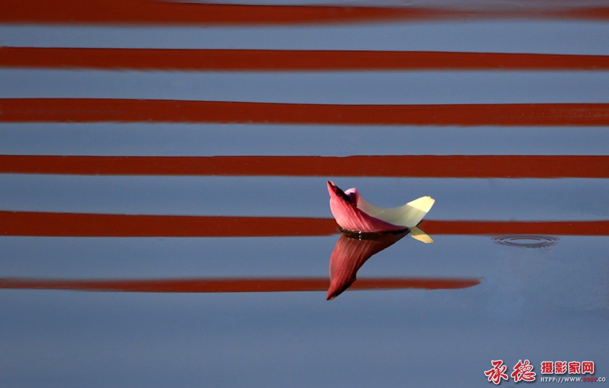 035【2016荷赛】-飘荡的小船 - 闲人一个 .jpg