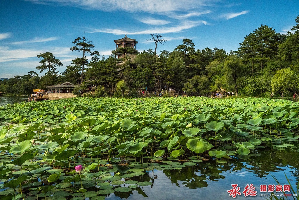 033【2016荷赛】 莲意金山  - 燕山人 .jpg