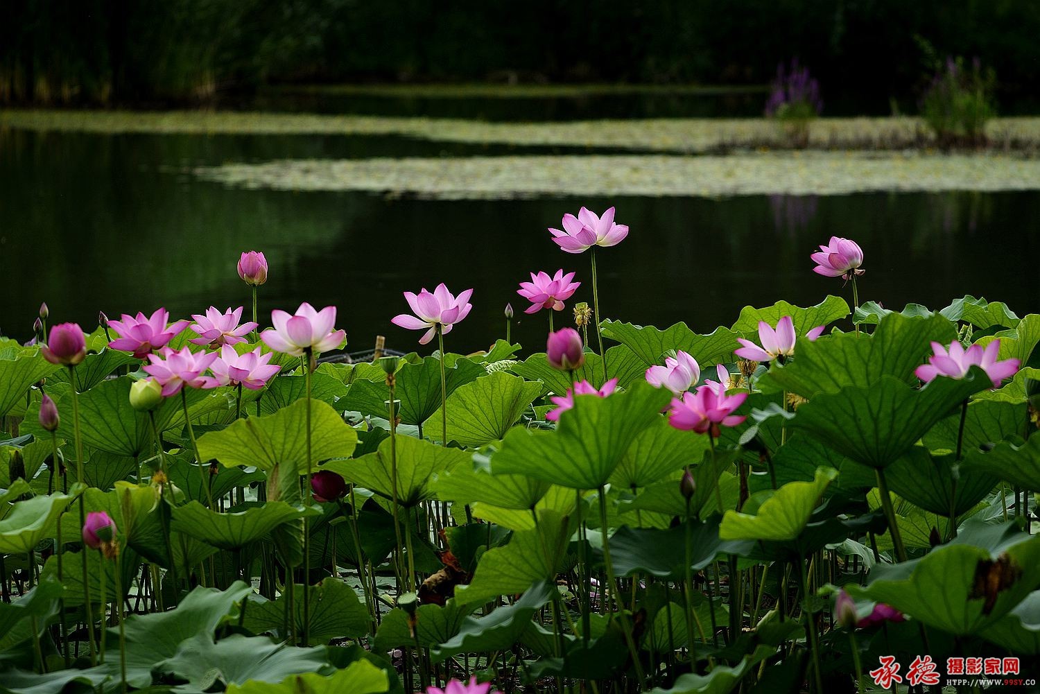 036【2016荷赛】 荷塘美景怡人醉  - 夕阳如虹 .jpg