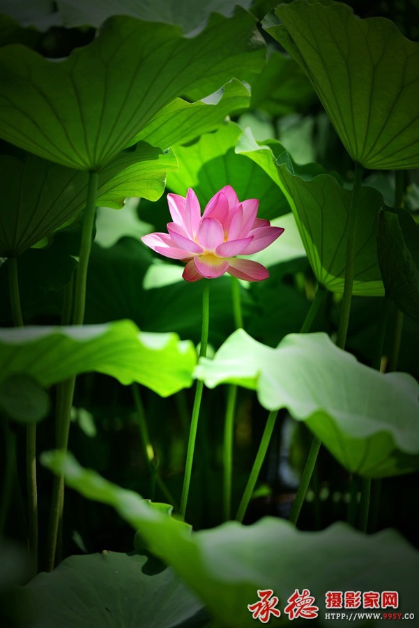 011【2016荷赛】花仙子  北极星.jpg