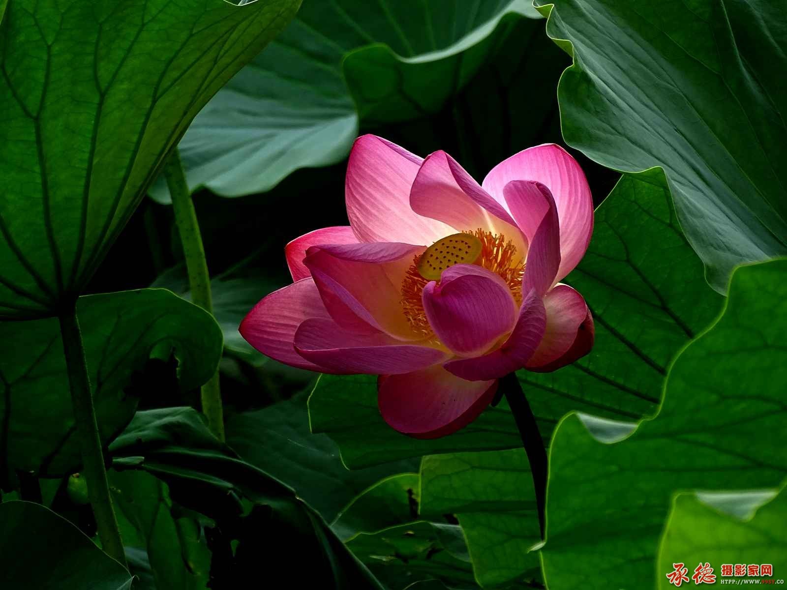 041(2016荷赛） 达官贵族敖汉莲  - 雪国.jpg