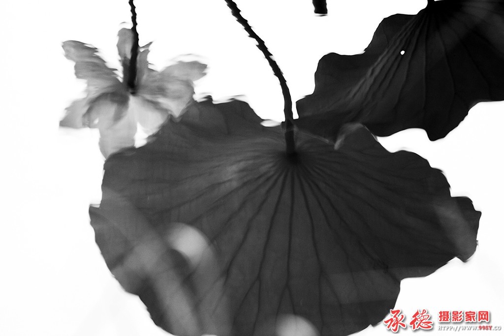 040【2016荷赛】—荷花倒影 - 燕峰.jpg