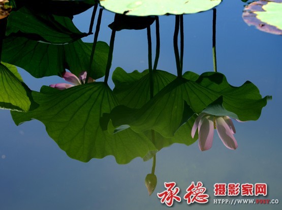 047《2016荷赛》------水中的梦  - 如鹤飞天.jpg