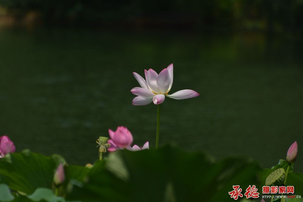 050【2016荷赛】 亭亭玉立  - 简单.jpg